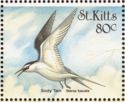 Sooty Tern (Sterna fuscata)